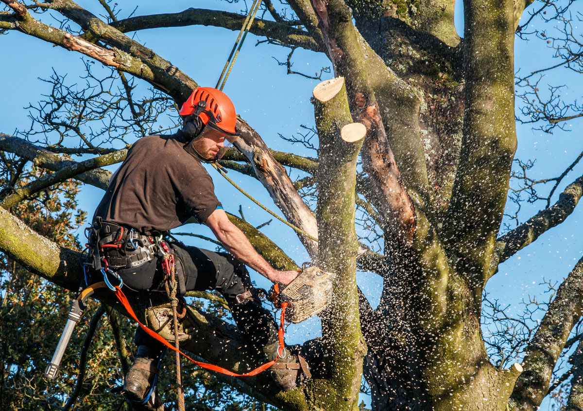 Baum- & Gehölzpflege Baum- & Gehölzpflege