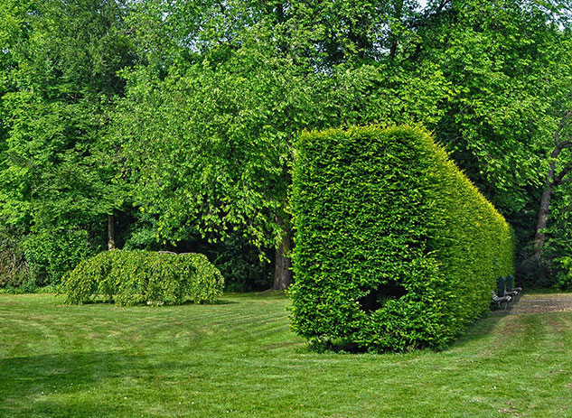 Hecke schneiden lassen